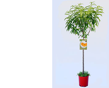 Toda una gama de frutales ecológicos 